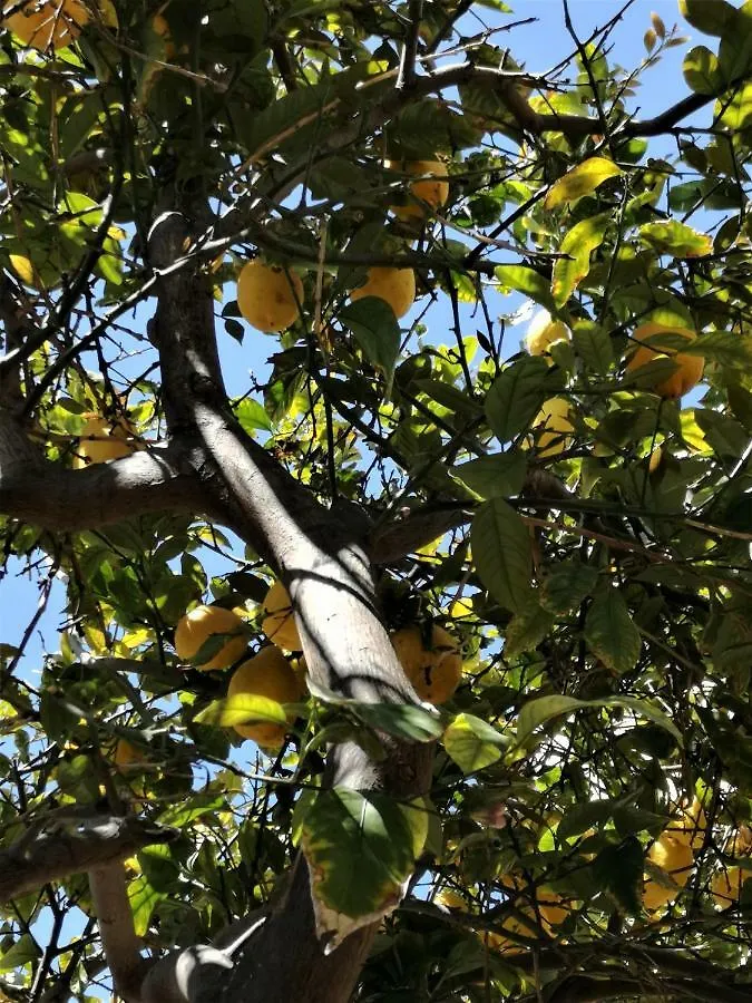 Lemon Tree Courtyard Villa Larnaca